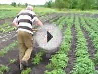 Мотоблок Зубр НТ 105. Окучивание картофеля.