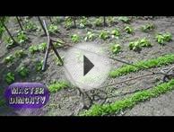 Обзор Саморобного Ручного міжрядного культиватора і окучника!!