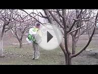 Опрыскиваю деревья. МотоОпрыскиватель Днепр М