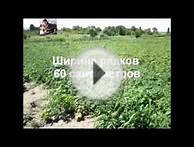 Результат посаженой картошки под мини мотоблок без лопаты